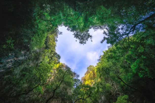 Photo of Heart shaped photography of sky in the rainforest. Nature background.