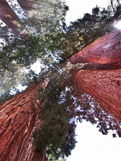 istock Giant sequoia trees in Sequoia National Park - California 1183909426