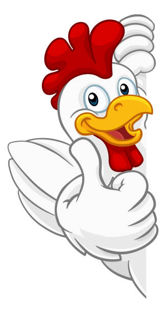 Chicken Rooster Cockerel Bird Cartoon Character A chicken rooster cockerel bird cartoon character peeking around a sign and giving a thumbs up chicken thumbs up design stock illustrations
