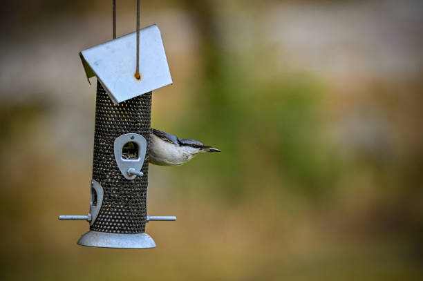 Nuthatch eating seeds at a bird feeder in a garden in Varmland Sweden