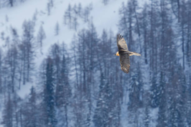 istock flying bearded vulture (gypaetus barbatus) with winter forest 1183910347