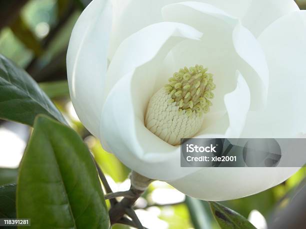 Evergreen Magnólia - Fotografias de stock e mais imagens de Branco - Branco, Flor, Fotografia - Imagem