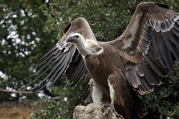 istock griffon vulture,gyps fulvus 118391293