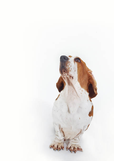 istock Basset Hound in white background 1183914372