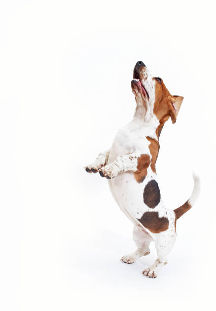 istock Basset Hound in white background 1183914386