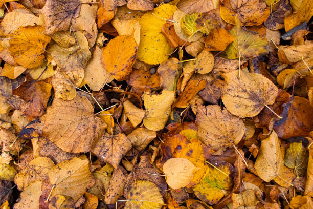 istock Autumn Leaves on Ground against Wall 1183914618