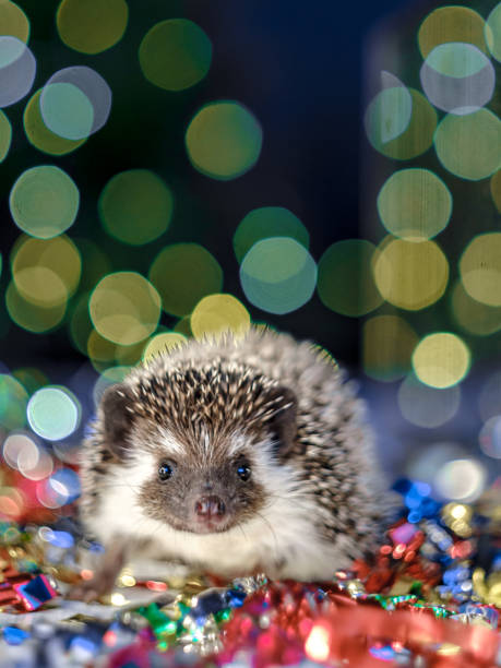 istock Christmas card with a cute little hedgehog 1183915435