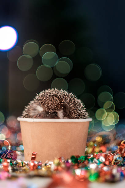 istock Christmas card with a cute little hedgehog 1183915965
