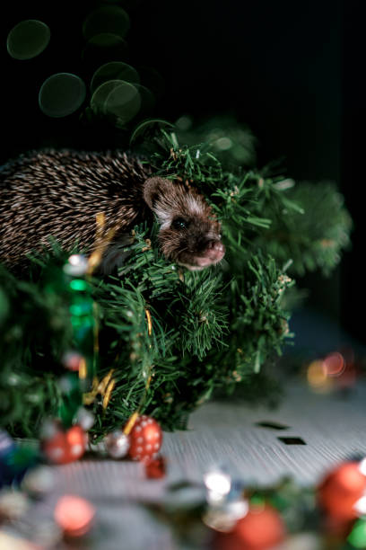 istock Christmas card with a cute little hedgehog. 1183916178