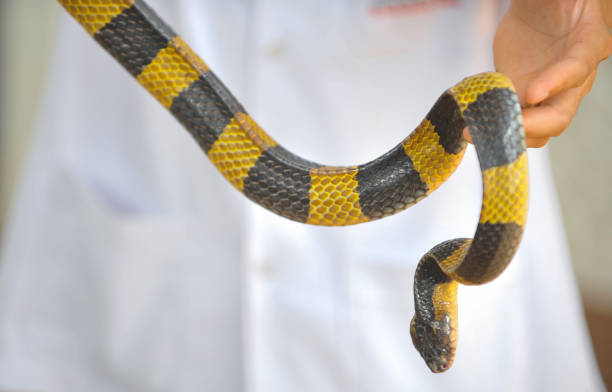 istock The snake Coelognathus radiatus biting a human arm 1183916179