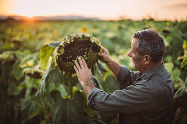 istock Farmer on the field with sunflowers 1183916532