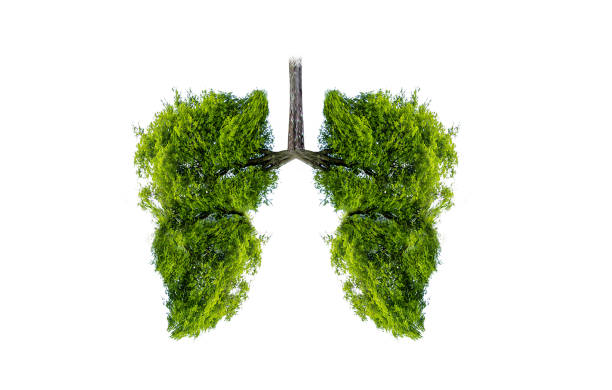 istock Lung green tree-shaped images, medical concepts, autopsy, 3D display and animals as an element 1183916599