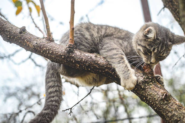 istock Gray tabby kitten holds tightly to the branch so as not to fall 1183916640