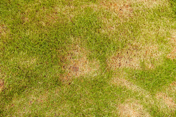 lawn in bad condition and need maintaining Grass texture, grass background. patchy grass, lawn in bad condition and need maintaining, Pests and disease cause amount of damage to green lawns, lawn in bad condition and need maintaining. patchwork stock pictures, royalty-free photos & images