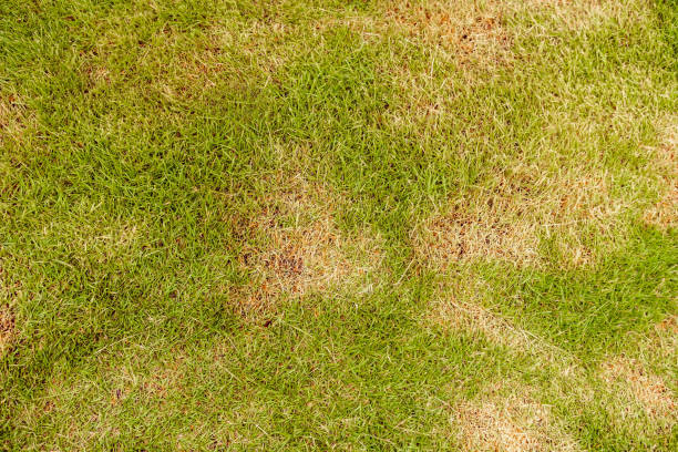 lawn in bad condition and need maintaining - mottled imagens e fotografias de stock