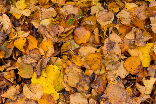 istock Autumn Leaves on Ground against Wall 1183917803
