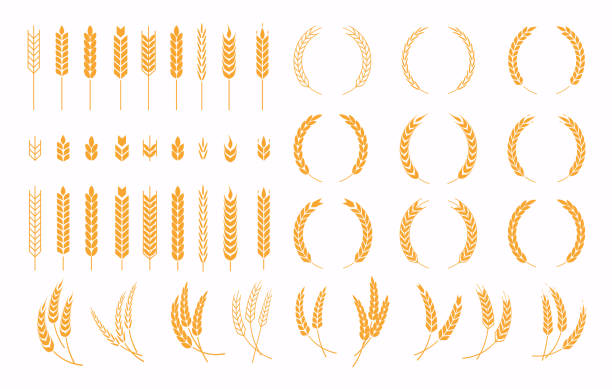 stockillustraties, clipart, cartoons en iconen met set van wheats oren pictogrammen en tarwe ontwerpelementen. oogst tarwe graan, groei rijst stengel en hele brood korrels of veld granen voedzaam. - wheat