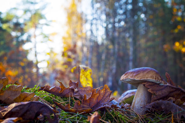 istock big mushroom in sunny wood 1183919992