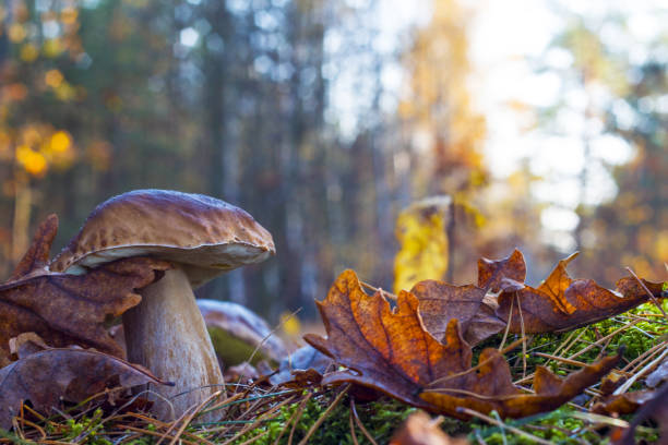istock big mushroom in morning wood 1183920004