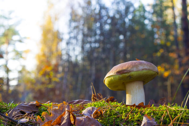 istock big mushroom in morning sunny forest 1183920043