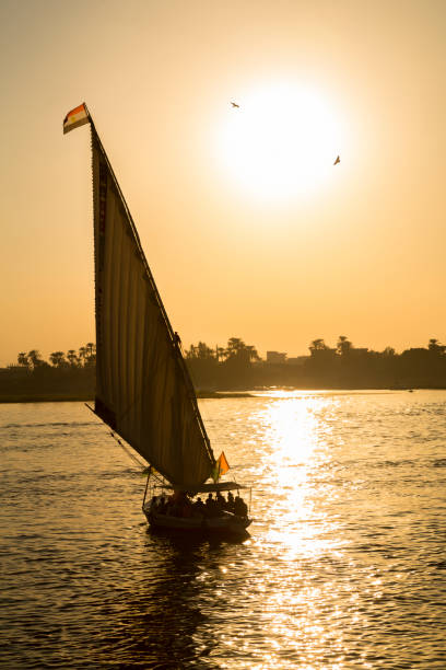 A felucca sail boat on the River Nile at Aswan in EgyptThe point of focus is the palm tree