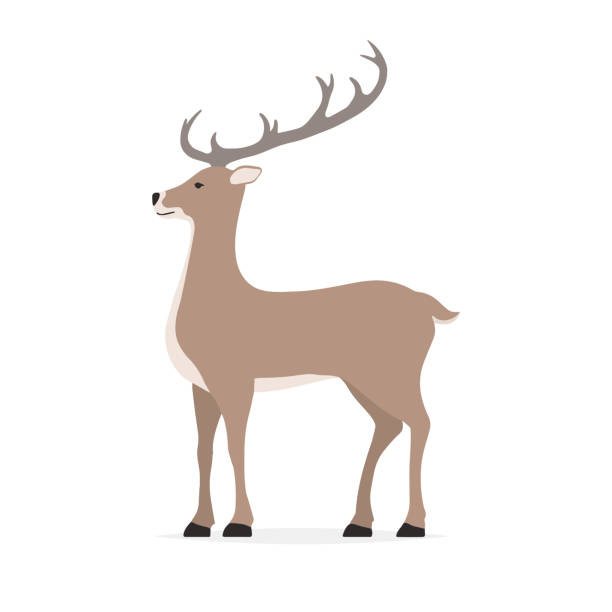 귀여운 사슴와 분기 뿔 - stag deer doe cartoon stock illustrations