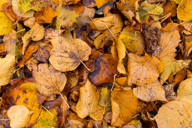 istock Autumn Leaves on Ground against Wall 1183921367