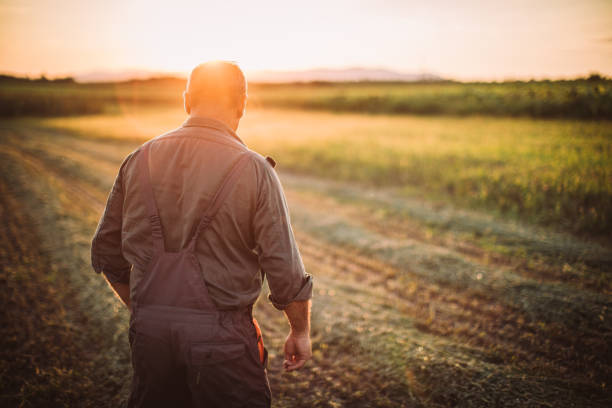 istock Senior man standing on the farm 1183924845