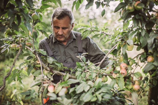 istock Senior farm worker picking apples 1183924998