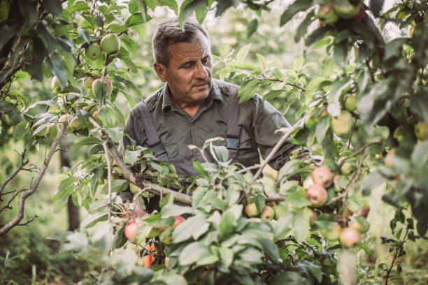 istock Senior farm worker picking apples 1183925013