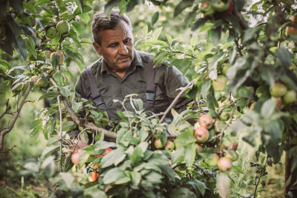 istock Senior farm worker picking apples 1183925038