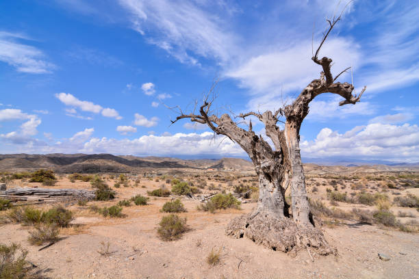 istock Desert Tabernas in Almeria Province Spain 1183926204