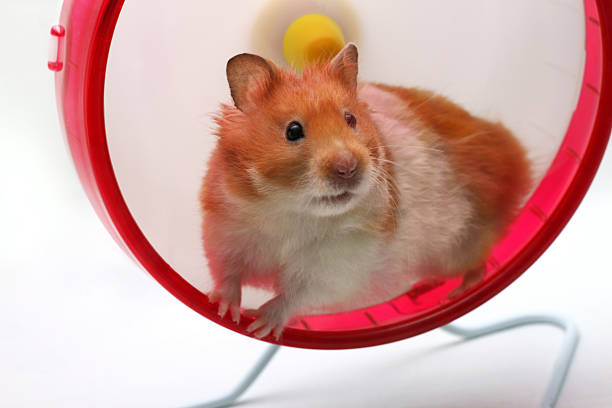 Hamster in a wheel stock photo