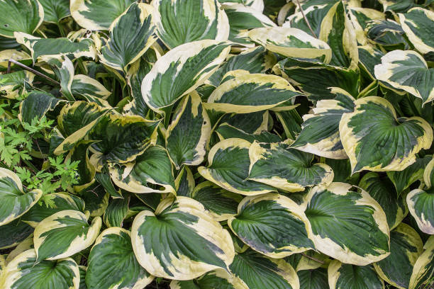 istock Tropical leaves, abstract green leaves texture, nature background 1183927075