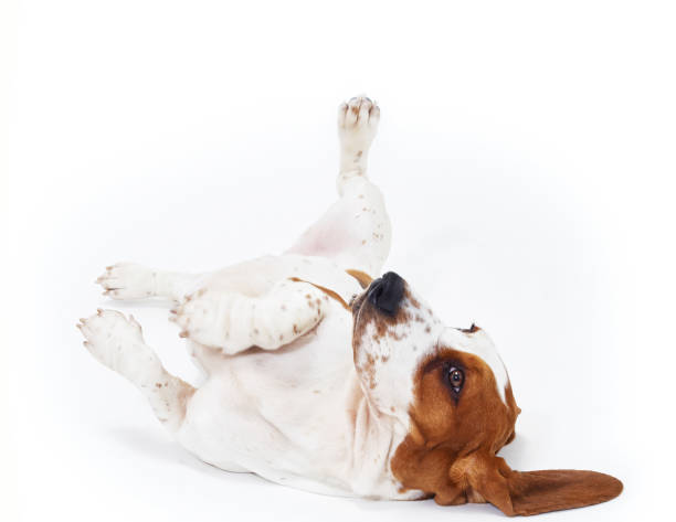 istock Basset Hound dog in white background 1183927182