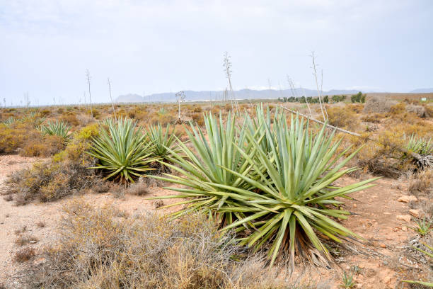 Landscape in South Spain Photo PIcture of a Beautiful Landscape in South Spain 3381 stock pictures, royalty-free photos & images