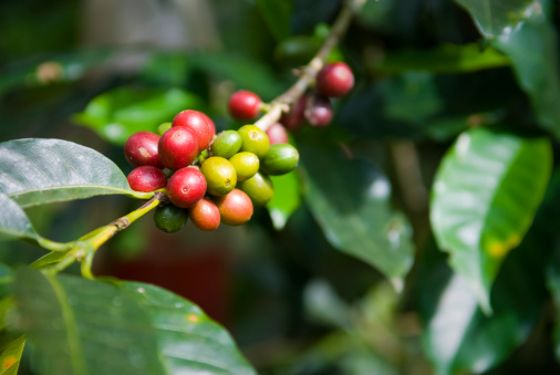 Close-up of a branch of a coffee plant with red and green coffee cherries.