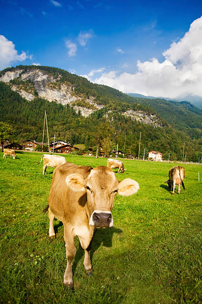 istock Best milk and chocolate made here 118392835