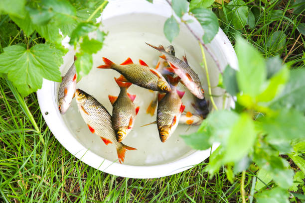 Fresh fish in the plastic bowl outdoors. Common rudd caught in the river. Fresh fish in the plastic bowl outdoors. Common rudd caught in the river. common rudd photos stock pictures, royalty-free photos & images