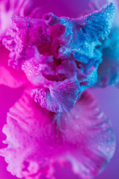 istock Vivid neon colored iris flower bud 1183929127