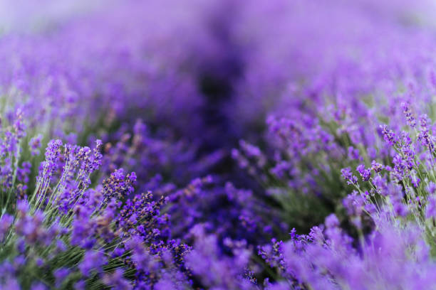 istock Lavender bushes closeup on sunset. 1183929203