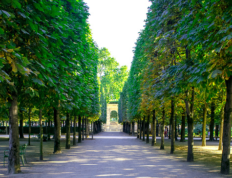 Long alley with green trees in Tuileries garden, Paris, France, summer time. The biggest urban garden in Paris