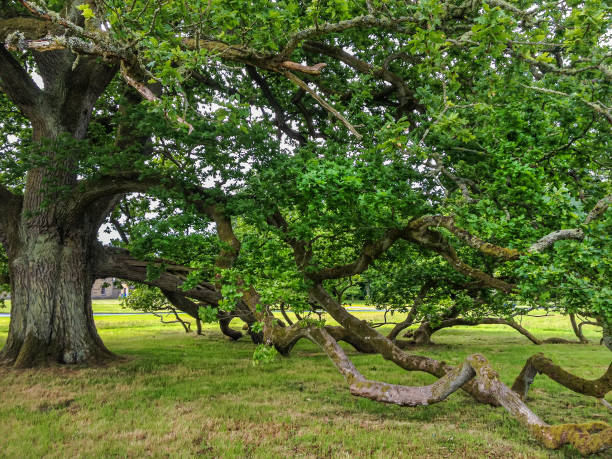 istock Majestic oak tree, Scotland 1183933742