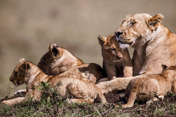 istock Lion cubs with lioness in the wild. 1183933806