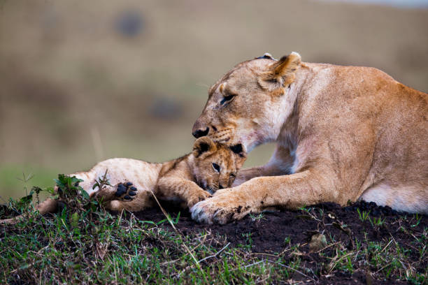 istock Lion cub with lioness. 1183933969