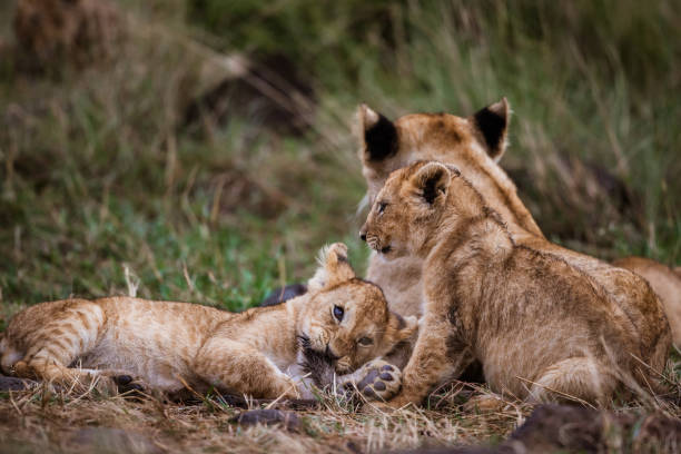istock Lion cubs with their mother. 1183934834