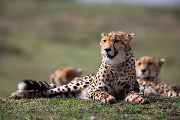 istock Masai Mara cheetah relaxing in grass. 1183937255