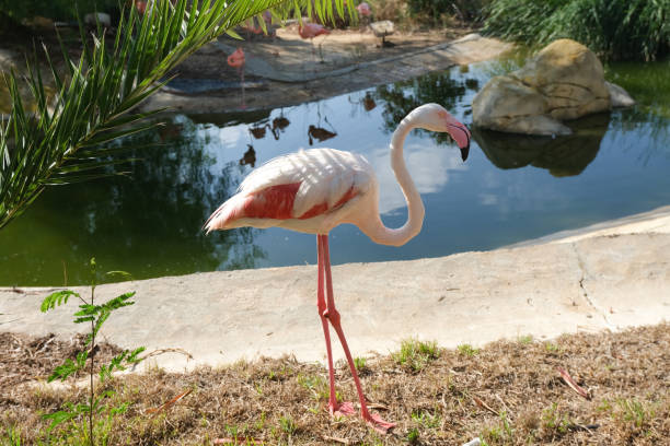istock Beautiful pink flamingo. 1183937302