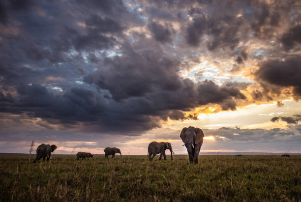 Group of African elephants walking at sunset. African elephants walking in the wild at sunset. Copy space. maasai mara national reserve photos stock pictures, royalty-free photos & images
