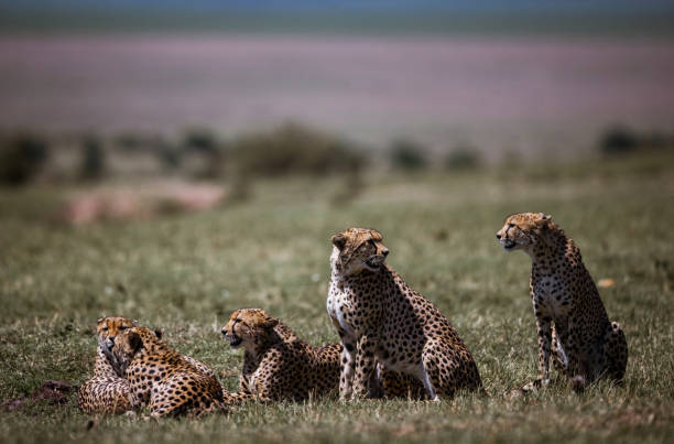 istock Group of Masai Mara cheetahs relaxing in grass. 1183937430